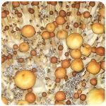 Псилоцибиновые (галлюциногенные)  грибы Psilocybin "Golden Teacher" в Володарске