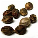 Семена марихуаны АК-47  (Seeds AK-47) в Володарске